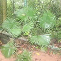 Saribus rotundifolius (Lam.) Blume